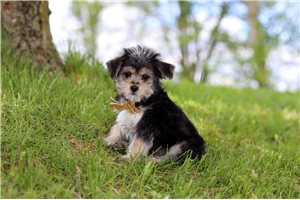 Colton - Morkie / Yorktese for sale