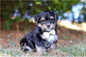 Donald - puppy for sale