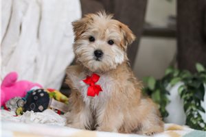 Conrad - puppy for sale