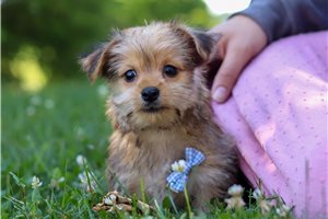 Amos - puppy for sale