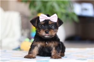 Zara - Morkie / Yorktese for sale