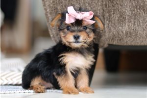 Flora - puppy for sale