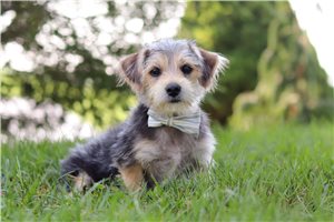 Bastian - puppy for sale