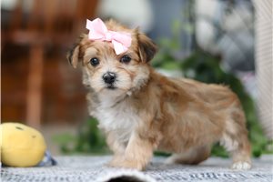 Fiona - puppy for sale