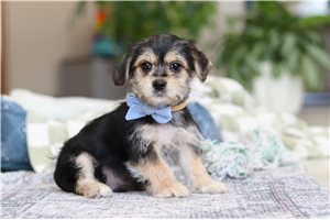 Sawyer - puppy for sale