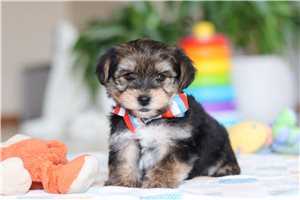 Alex - Morkie / Yorktese for sale