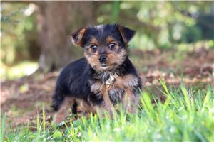 Liam - puppy for sale