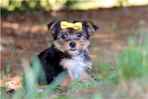 Leah - puppy for sale