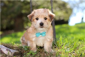 Nelson - puppy for sale