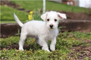 Tucker - Morkie / Yorktese for sale