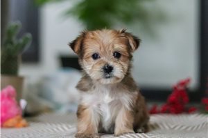 Kole - puppy for sale