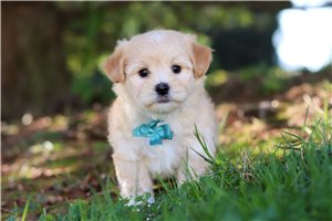 Levi - puppy for sale