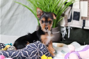 Frida - puppy for sale