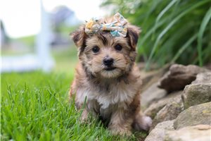 Joanna - Morkie / Yorktese for sale