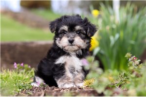 Conner - Morkie / Yorktese for sale