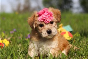 Joanna - puppy for sale