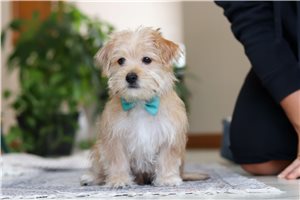 Trevor - Morkie / Yorktese for sale