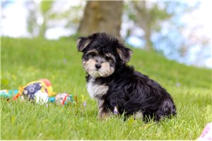 Conner - Morkie / Yorktese for sale