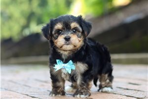 Ethan - puppy for sale