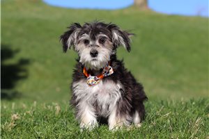 Kroger - puppy for sale