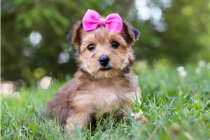 Dottie - puppy for sale