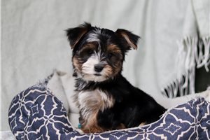 Mica - puppy for sale