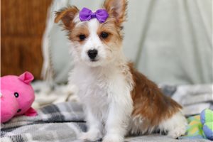 Brianna - puppy for sale