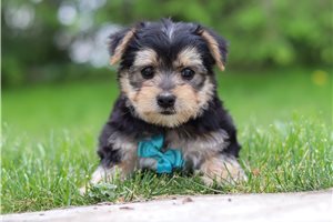 Jett - puppy for sale