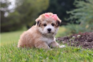 ChiChi - puppy for sale