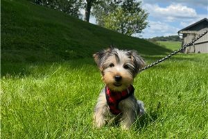 Fred - Morkie / Yorktese for sale