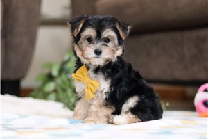 Coleman - puppy for sale