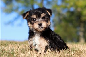 Einstein - puppy for sale