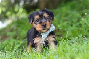 Fred - Morkie / Yorktese for sale