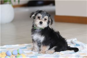 Silas - Morkie / Yorktese for sale
