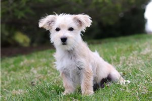 Fernando - puppy for sale