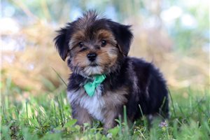 Amir - puppy for sale