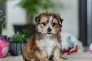 Kason - puppy for sale