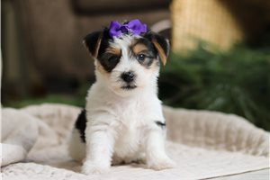 Abigail - puppy for sale