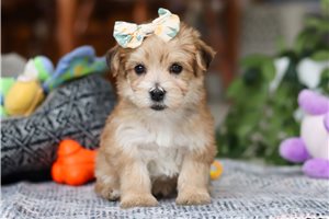 Felicity - puppy for sale
