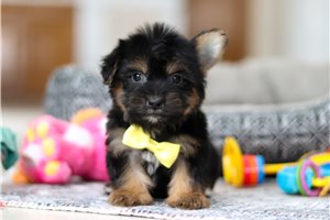 Fabian - puppy for sale