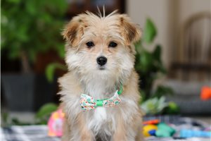 Konner - puppy for sale