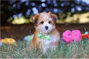 Edison - puppy for sale