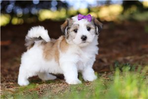 Leilani - puppy for sale