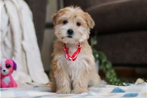 Colt - puppy for sale