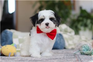 Vernon - puppy for sale