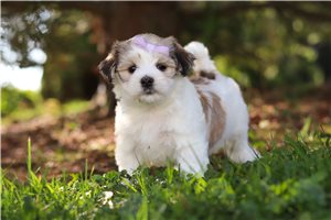 Lillian - puppy for sale