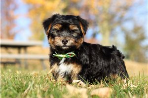 Preston - puppy for sale