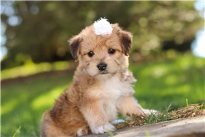Natasha - puppy for sale