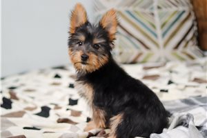 Addison - puppy for sale