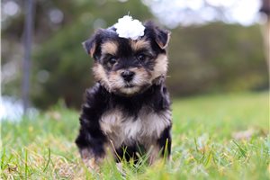 Chica - puppy for sale